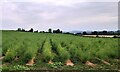 Fennel Field near King