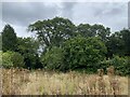 Wasteland behind dental surgery