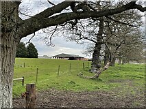 TM3559 : Row of trees near Parkgate Farm by Simon Mortimer