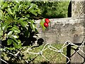 Hawthorn berries, Mullaghmore