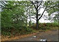 Footpath off Warley Road