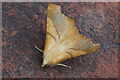 August Thorn (Ennomos quercinaria), Beauchief, Sheffield