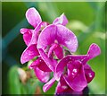 Sweet pea flower