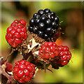 Bramble fruits