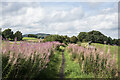 Rose bay willowherb beside the Tees Railway Path