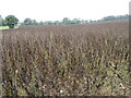 NT8563 : Field Beans at Lemington by M J Richardson