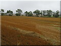 Oat stubble at Hillend