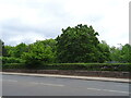 Trees beside Kensington Road (A315)