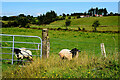 Sheep, Shantonagh