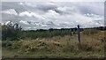 Young conifer plantation off Bath Road