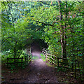 TL7906 : Path in Poors Piece, Danbury Ridge Nature Reserves by Roger Jones
