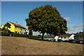 Tree, Grenville Avenue, Torquay