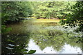 Pond above the Nant Philkins, Oakdale