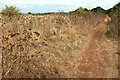 SX9365 : Walls Hill in drought by Derek Harper