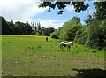 Grazing off School Road