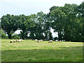 Field with sheep