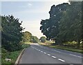 SO3219 : Trees alongside the A465 in rural Monmouthshire by Jaggery