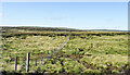 NY8136 : Fence line crossing Langtae Head by Trevor Littlewood