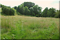 Meadow by the Teme