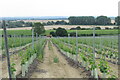 Vineyard below Stone in Oxney