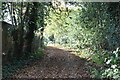 Leaf strewn path