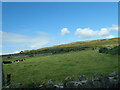 Store cattle on intake land on the slopes of Slievenaman