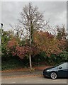 Colourful Cornus, Broad Street, Warwick