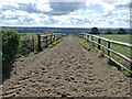 Gallop, on Ditcheat Hill