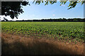 Sugar beet field near A14