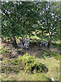 Sheep sheltering from the heat