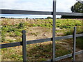 A potato field at Northfield Farm on the Carrigs Road