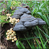 NJ0147 : Fungi by Anne Burgess
