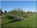 Cider apple orchard