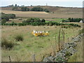 Flock of Border Leicesters