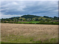 Wychbury Hill, Hagley