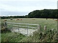 Cattle next to Dawes Road