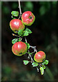 NT4929 : Apples at Lindean Nature Reserve by Walter Baxter
