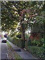 Tree on Greenhalgh Walk, Hampstead Garden Suburb