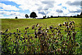 Thistles, Skelgagh