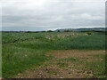 Mixed crops off Britwell Hill 