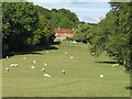 Sheep grazing at Cinderhill Farm