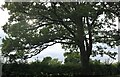 Tree on Longwick Road, Princes Risborough