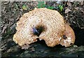 Bracket fungus, Bekesbourne