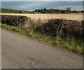 Tidy hedge and overgrown field