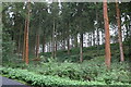 Conifers in Hampden Coppice