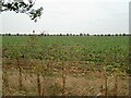 Fields south of Dog Kennel Lane