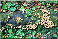 NH7155 : Fungi on a log, Avoch to Fortrose railway path by Julian Paren