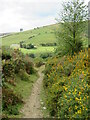 Hillside path below Llanerchir