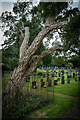 NY0703 : Cork Oak Tree, Gosforth by Brian Deegan
