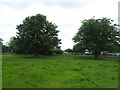 Trees, Bushy Park